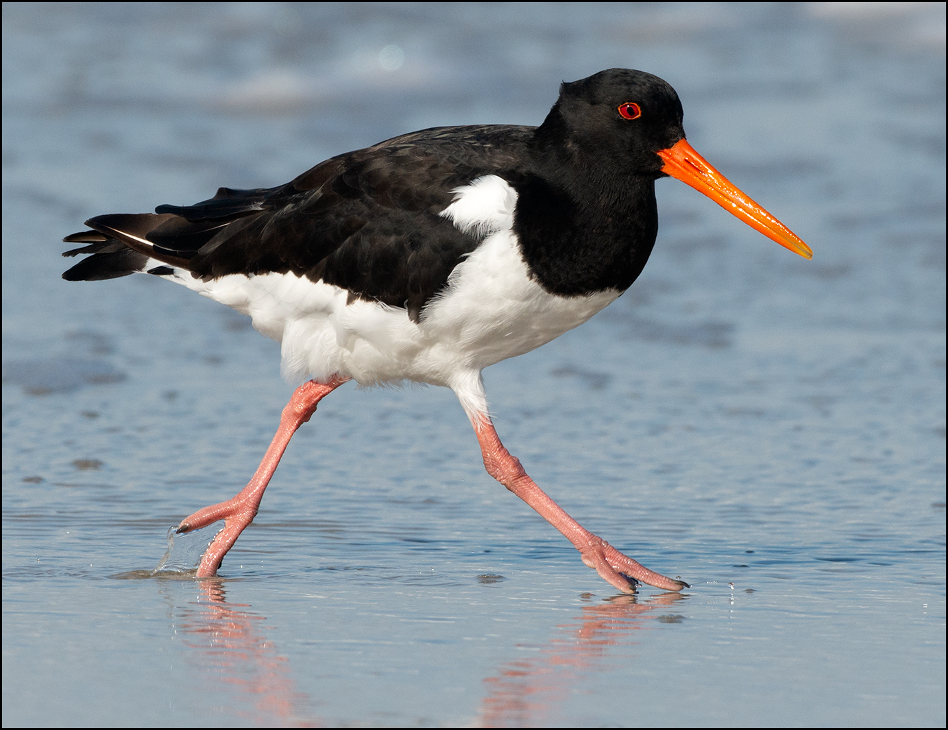 Austernfischer am Strand