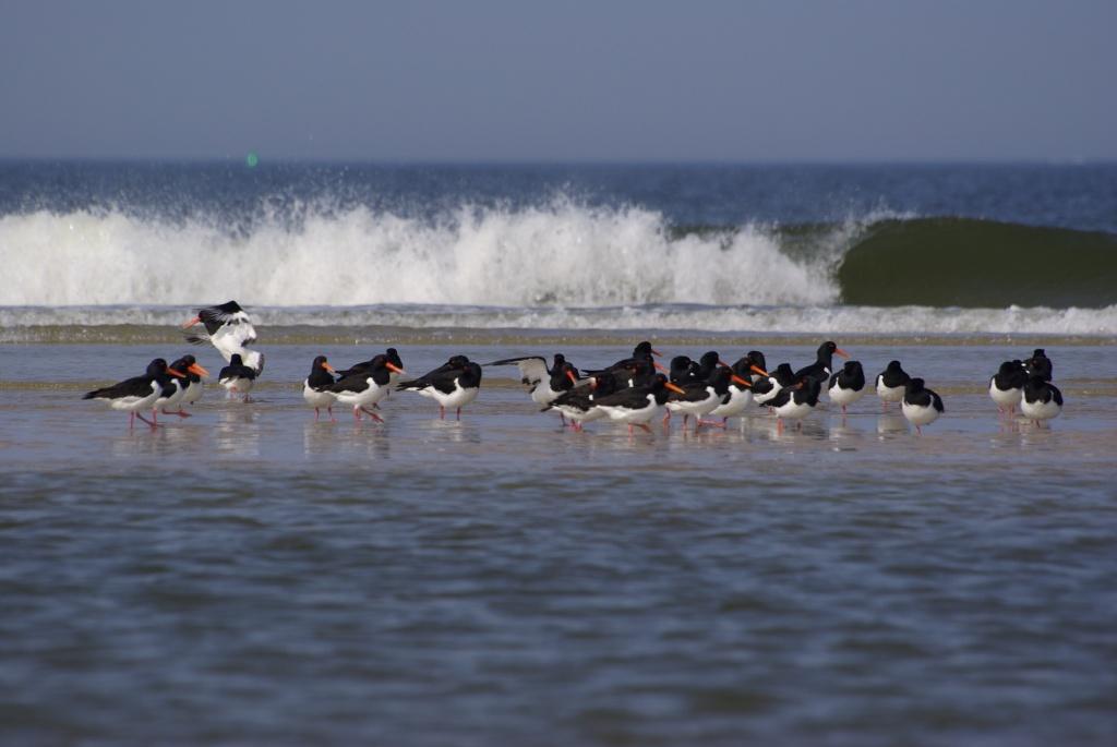 Austernfischer am Strand