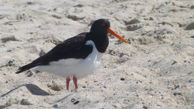 Austernfischer am  Strand