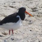 Austernfischer am  Strand