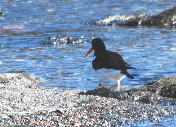 Austernfischer am Strand