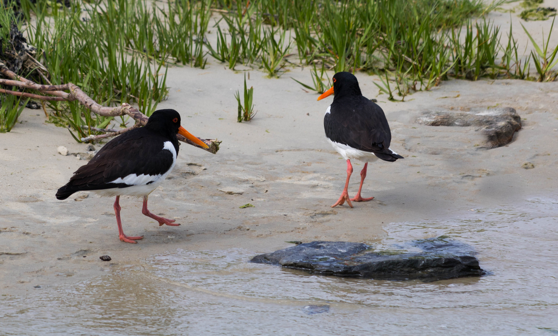 Austernfischer am Strand