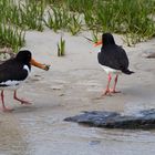 Austernfischer am Strand