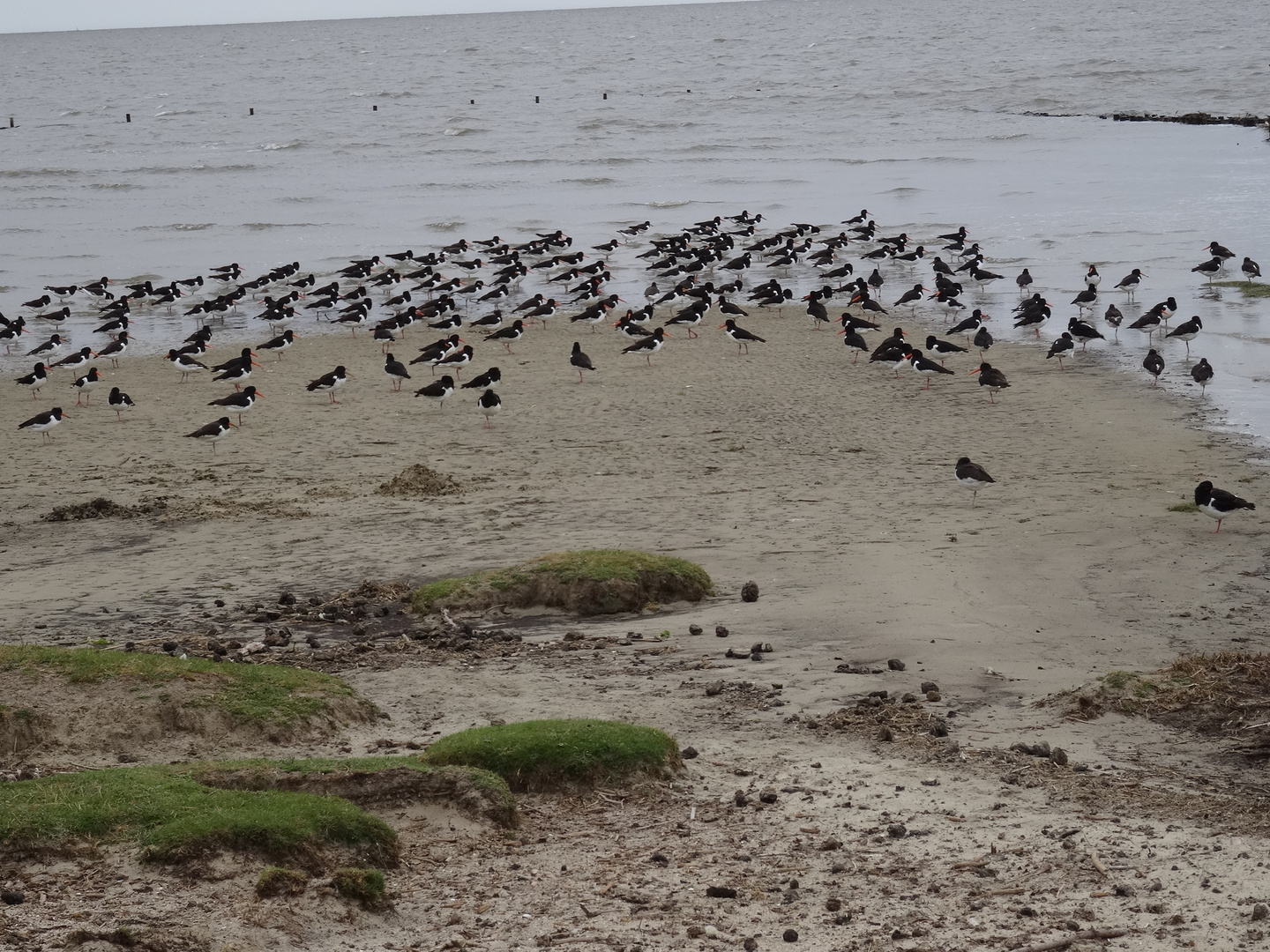 Austernfischer an der Nordsee