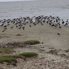 Austernfischer an der Nordsee