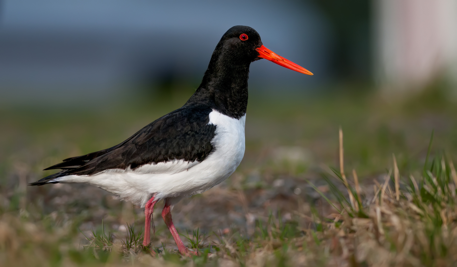 Austernfischer Auf den Lofoten 