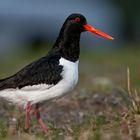 Austernfischer Auf den Lofoten 