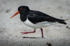 Austernfischer auf der Düne bei Helgoland.