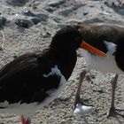 Austernfischer auf der Düne Helgoland