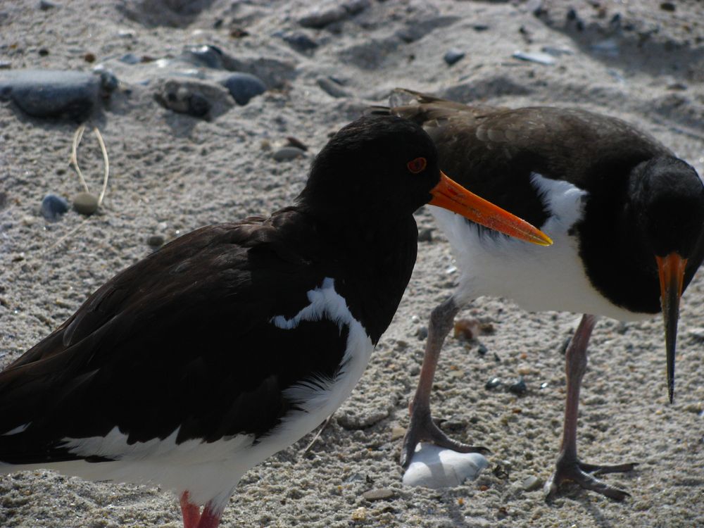 Austernfischer auf der Düne Helgoland