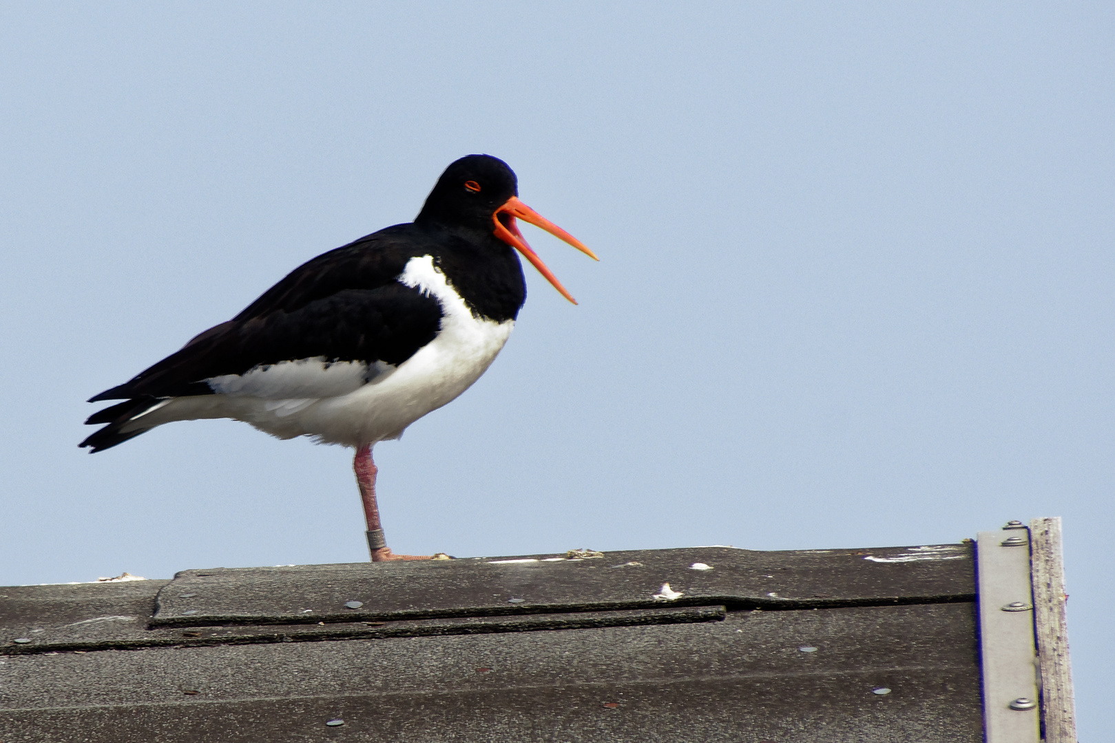 Austernfischer auf der Düne Helgoland