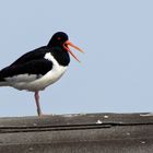 Austernfischer auf der Düne Helgoland