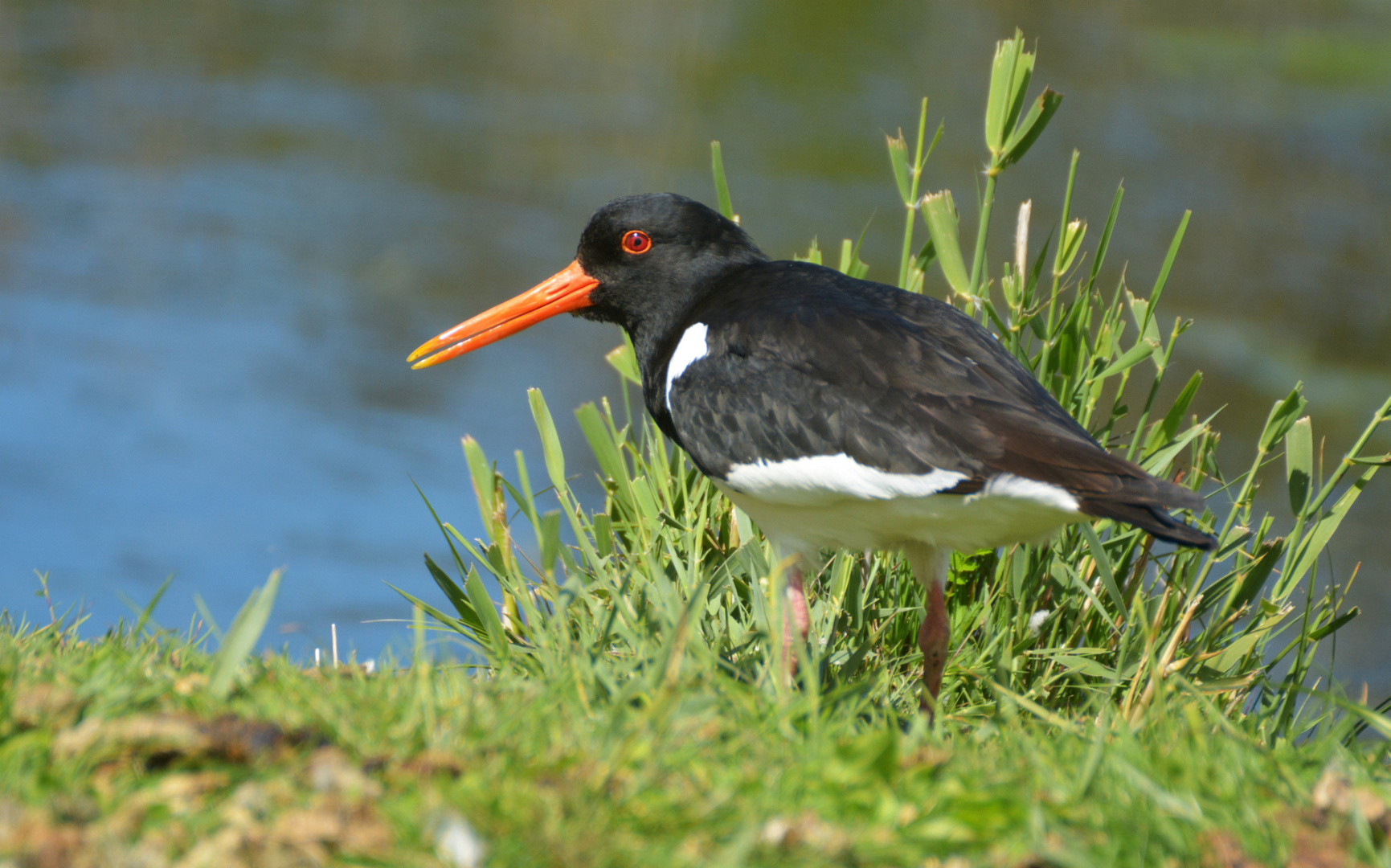 Austernfischer auf der Düne von Helgoland