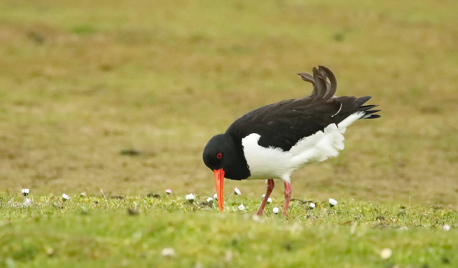 Austernfischer auf der Wiese