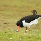 Austernfischer auf der Wiese