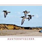 Austernfischer auf Föhr