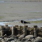 Austernfischer auf Hallig Hooge