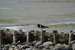 Austernfischer auf Hallig Hooge