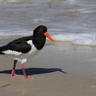 Austernfischer auf Helgoland