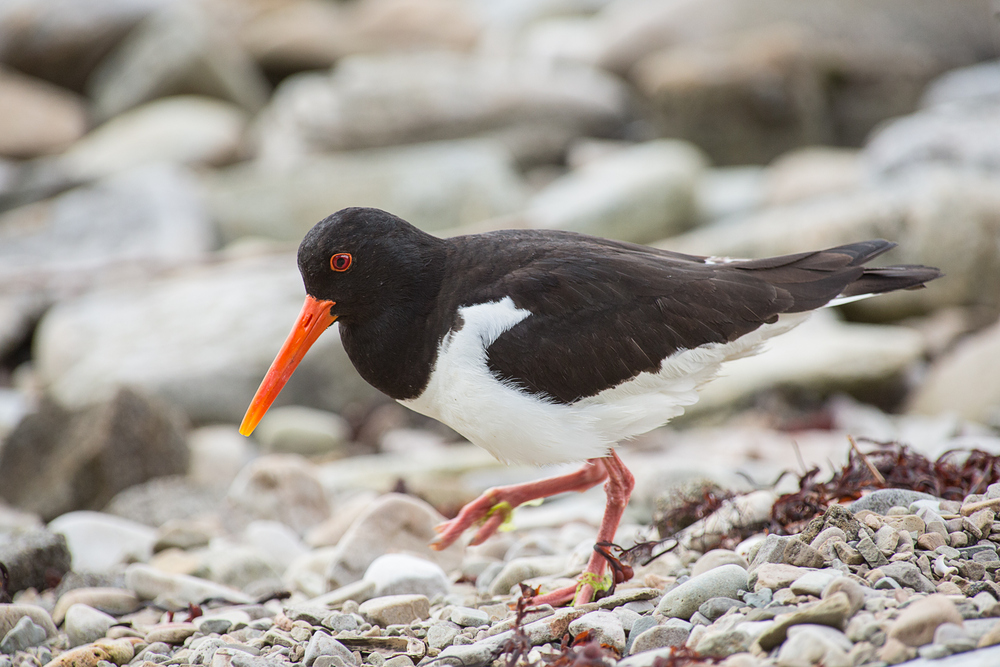 Austernfischer auf Holly Island