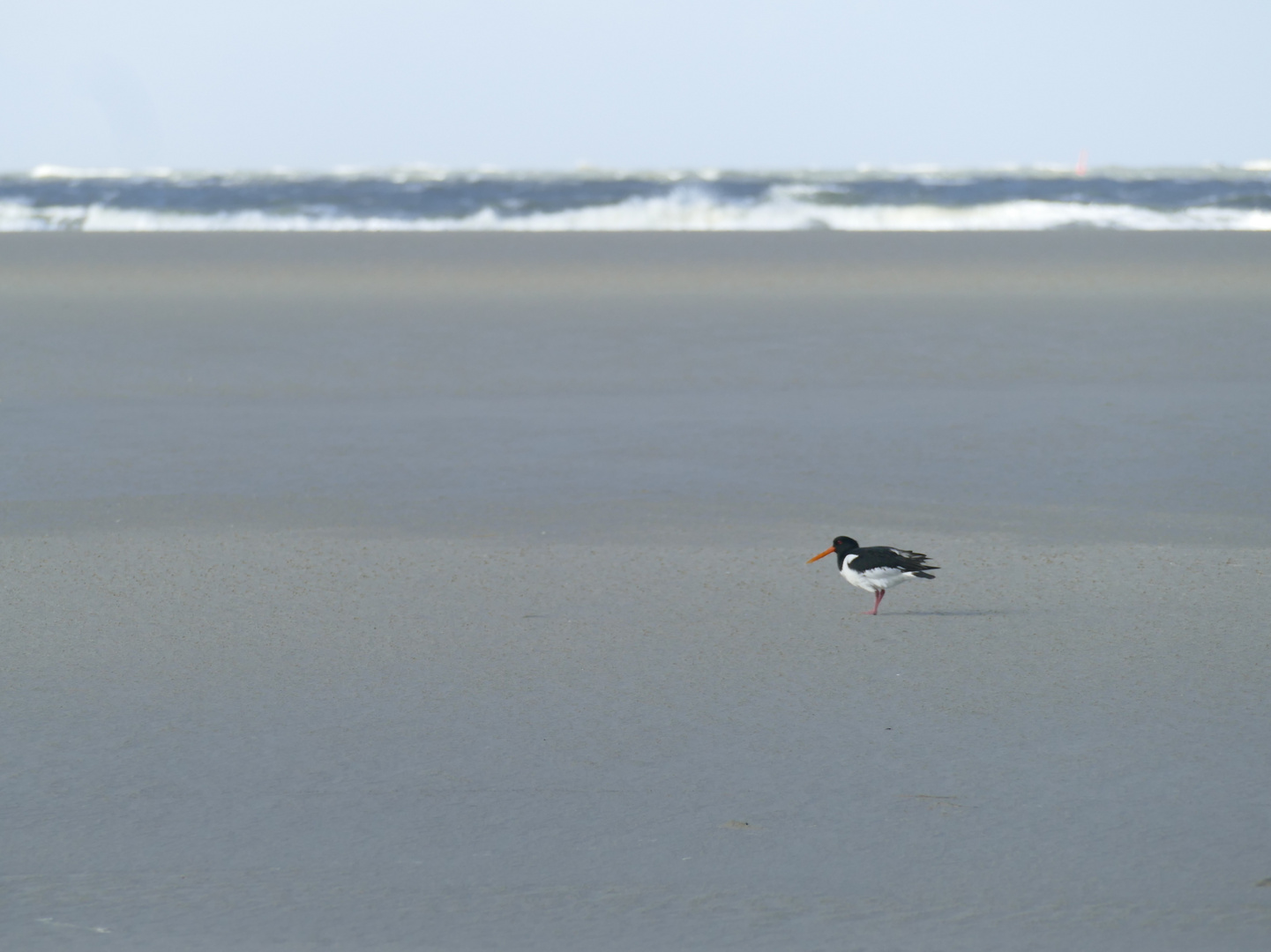 Austernfischer auf Langeoog 