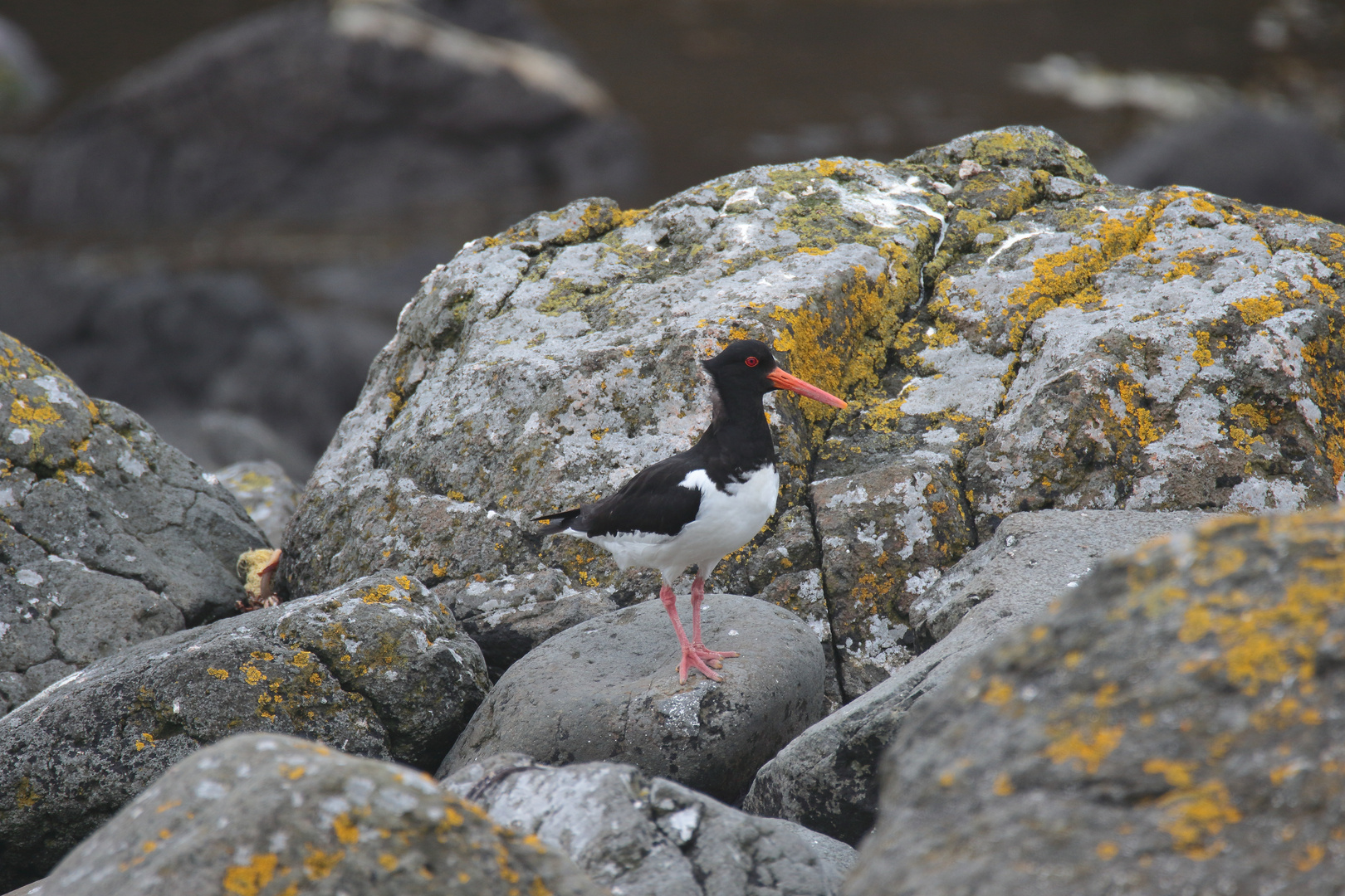 Austernfischer auf Lunga