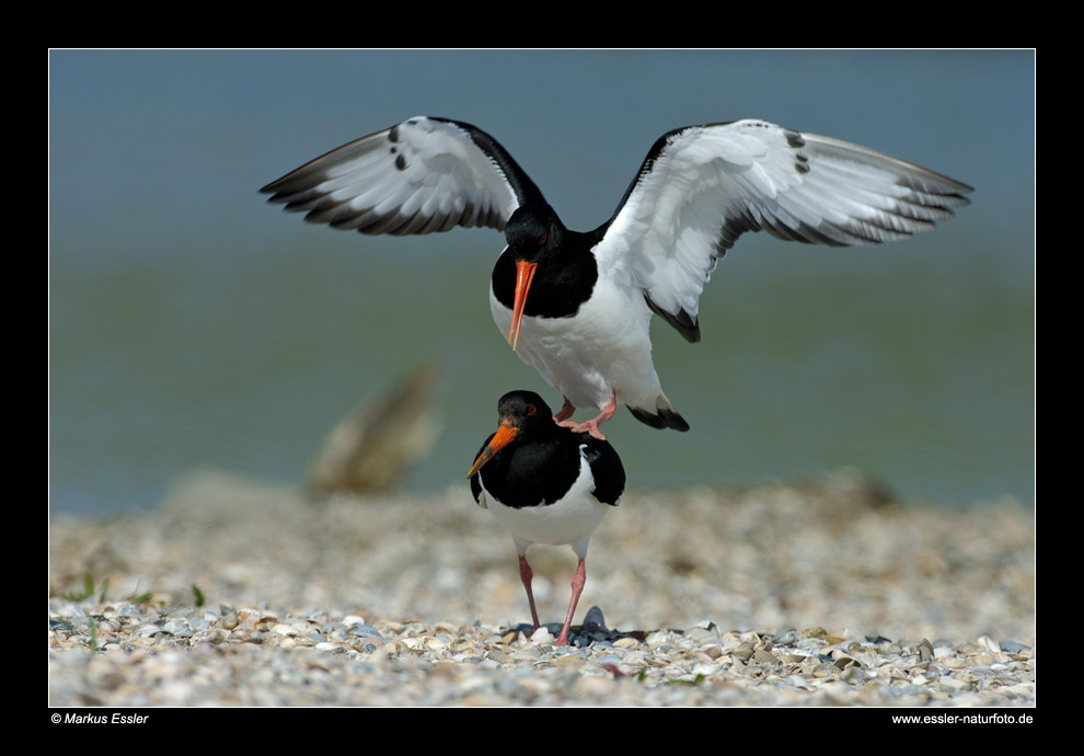 Austernfischer bei der Kopula • Insel Texel, Nord-Holland, Niederlande (21-21256)