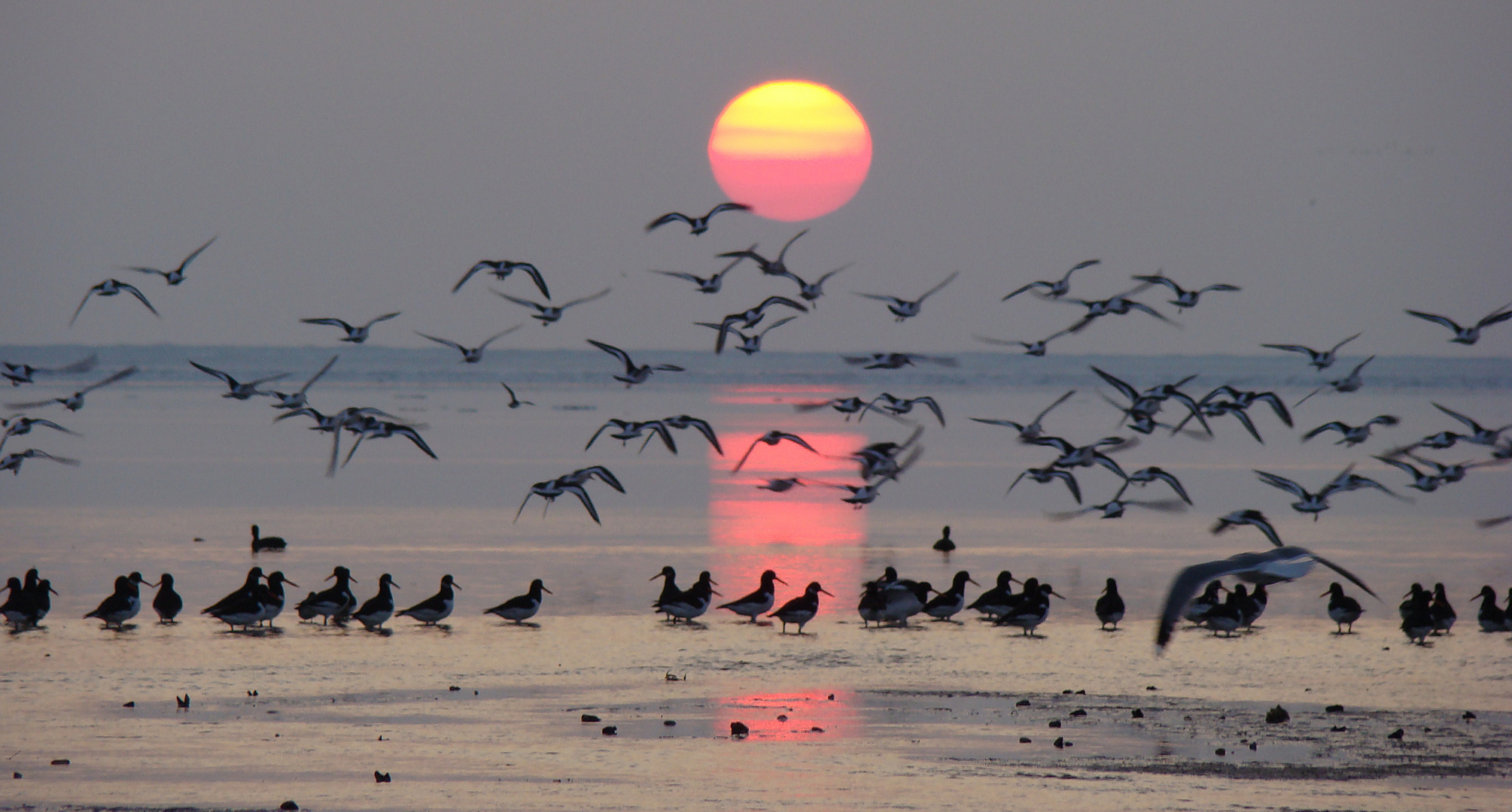 Austernfischer bei Sonnenuntergang 2