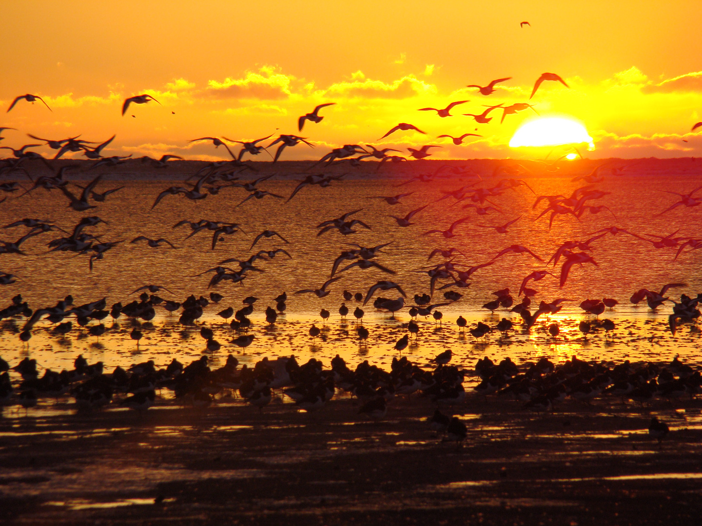 Austernfischer bei Sonnenuntergang