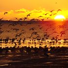 Austernfischer bei Sonnenuntergang