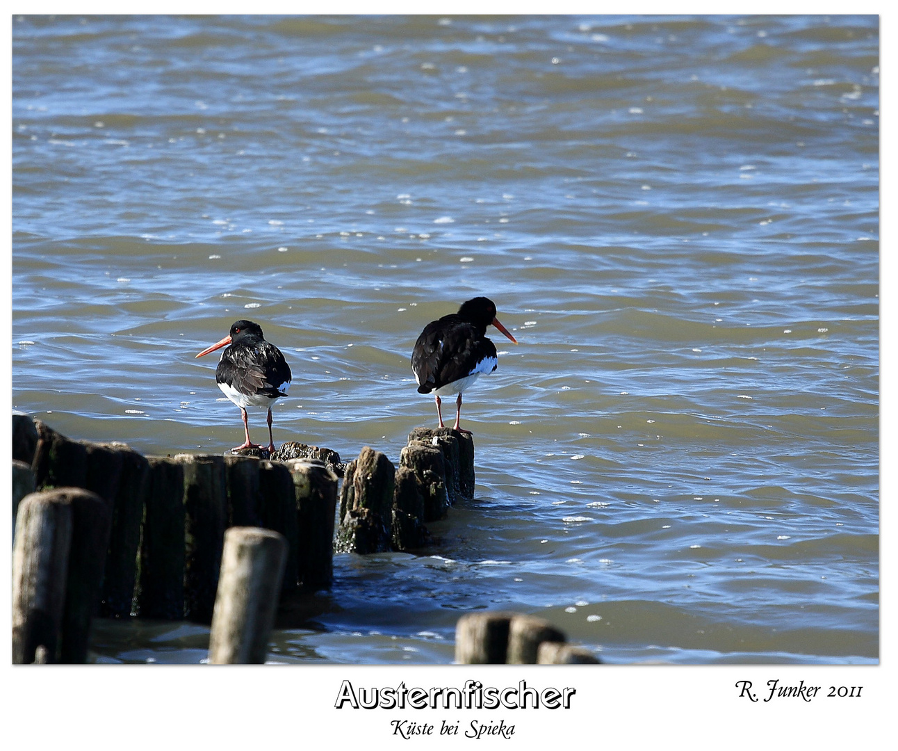 Austernfischer bei Spieka 2