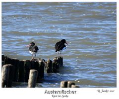 Austernfischer bei Spieka 2