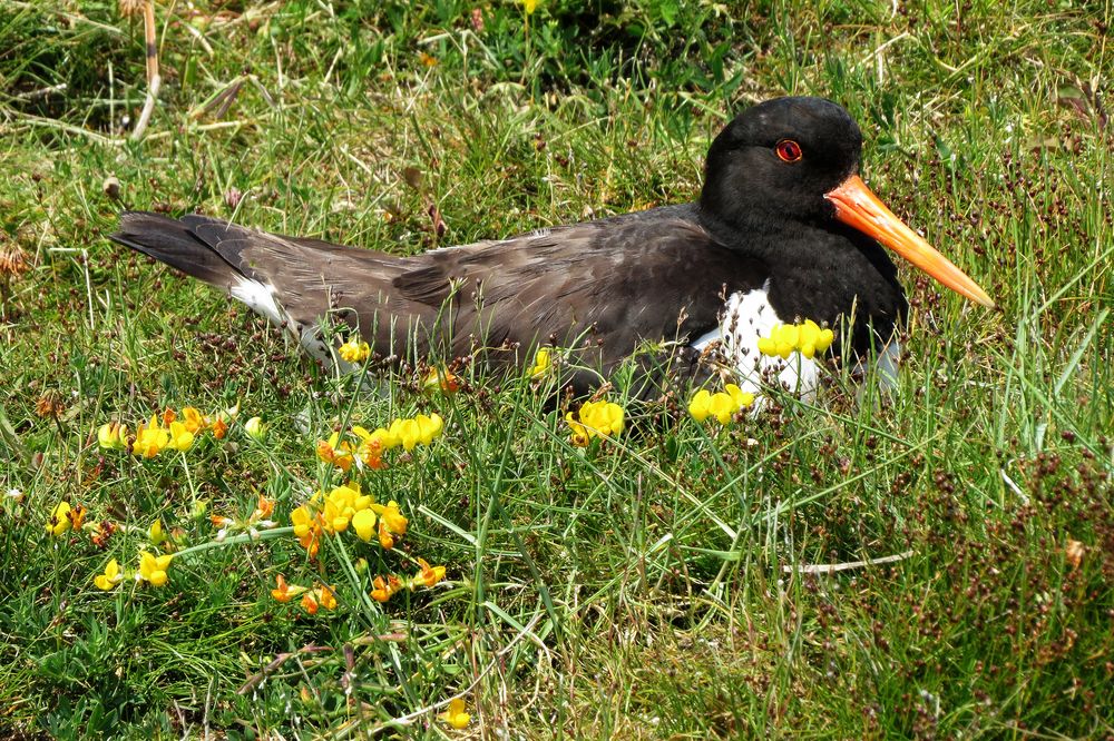 Austernfischer beim brüten Nr.1