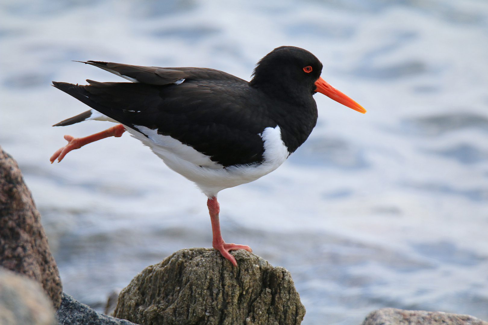 Austernfischer beim Yoga