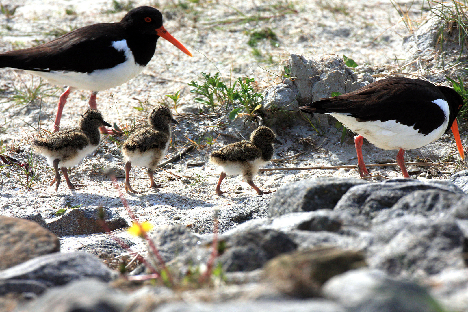 Austernfischer-Familie