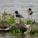 Austernfischer gibt es auch am Rhein