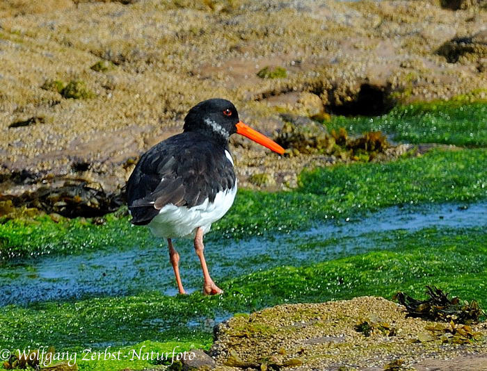 --- Austernfischer --- ( Haematopus ostralegus )