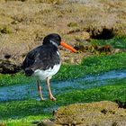 --- Austernfischer --- ( Haematopus ostralegus )