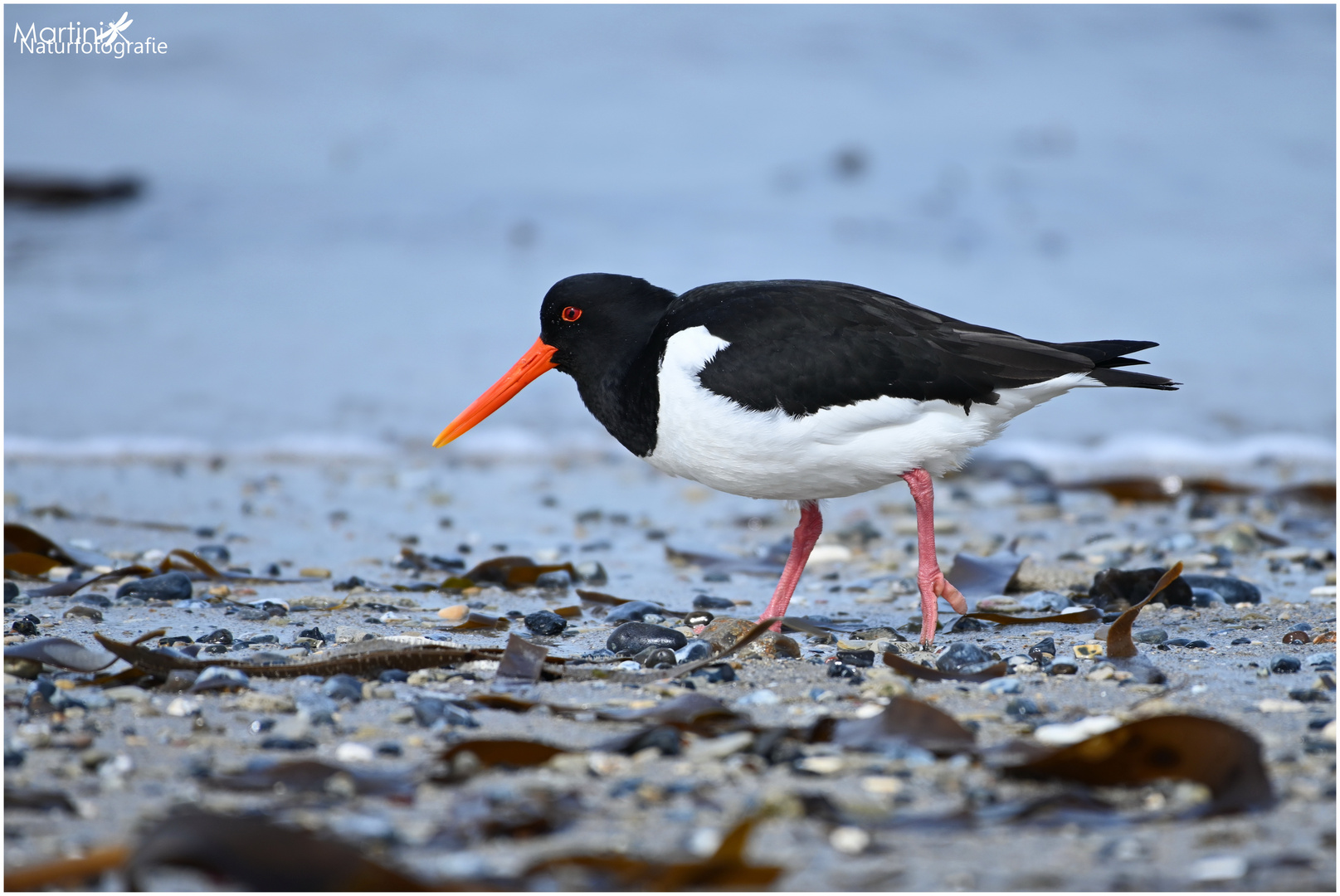 Austernfischer (Haematopus ostralegus)