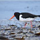 Austernfischer (Haematopus ostralegus)