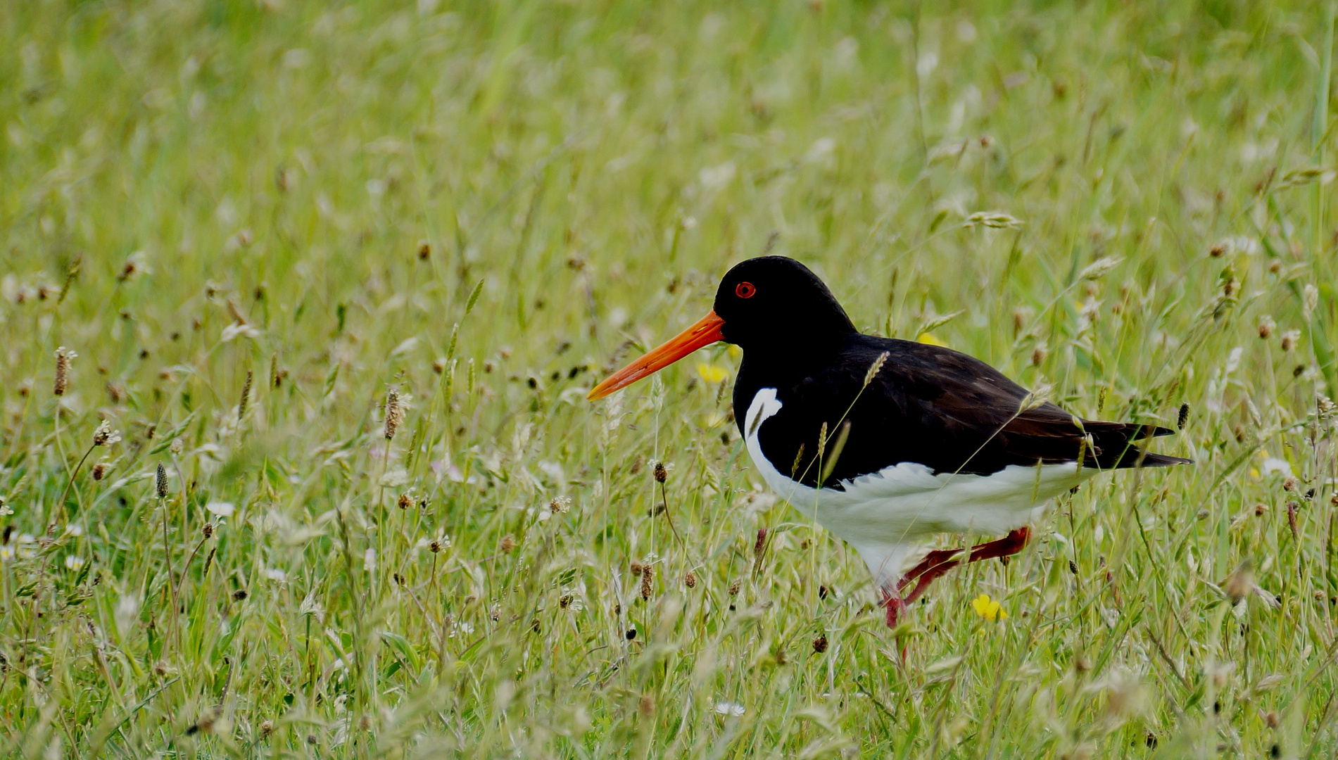 Austernfischer (Haematopus ostralegus) 