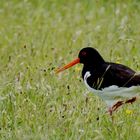 Austernfischer (Haematopus ostralegus) 