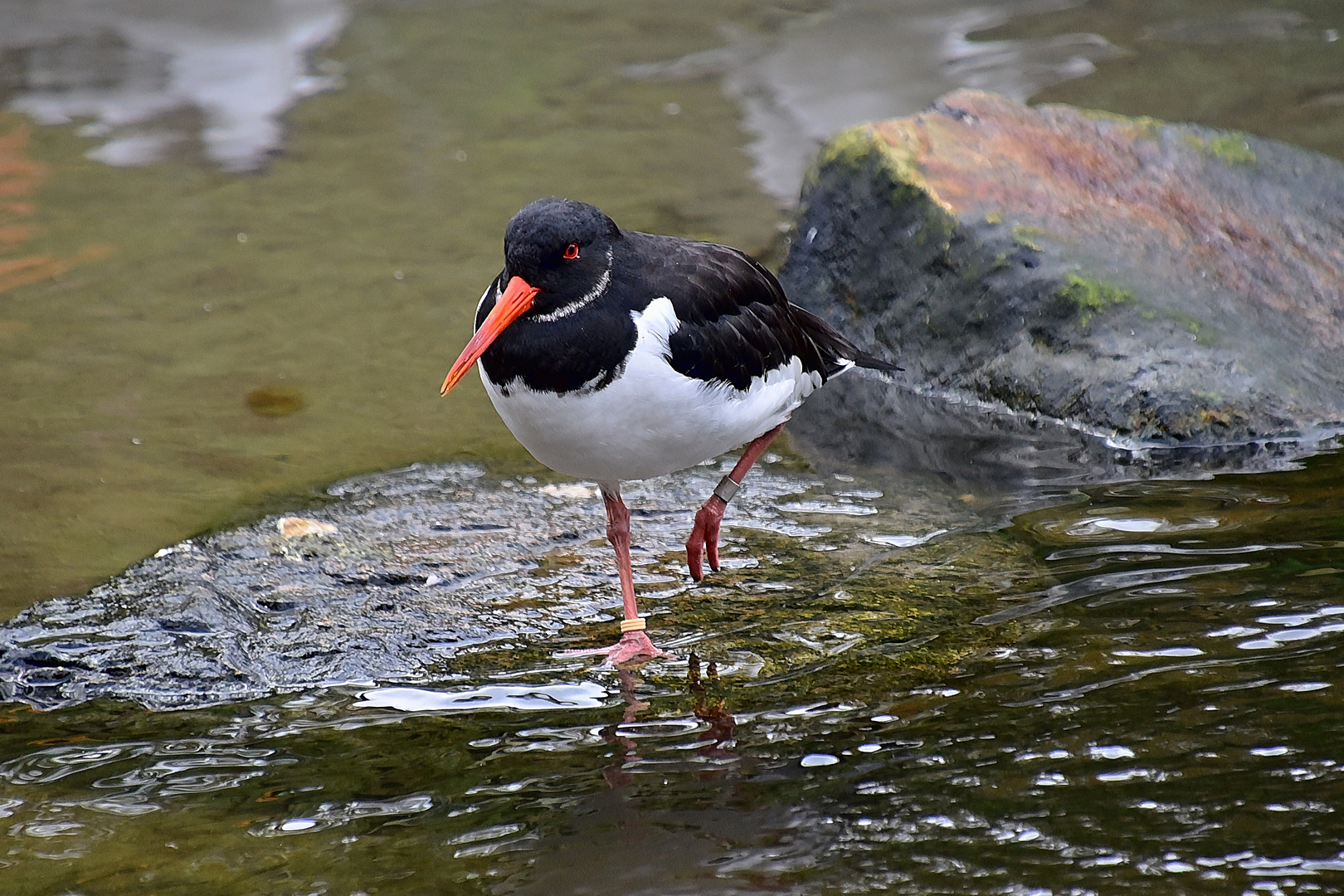 Austernfischer (Haematopus ostralegus)