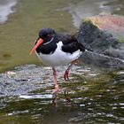 Austernfischer (Haematopus ostralegus)