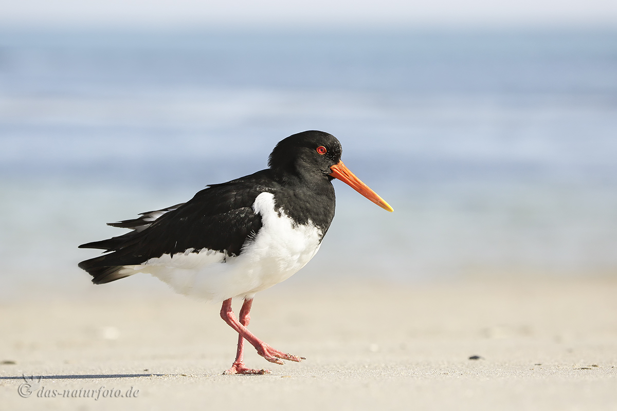 Austernfischer (Haematopus ostralegus) -1