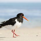 Austernfischer (Haematopus ostralegus) -1