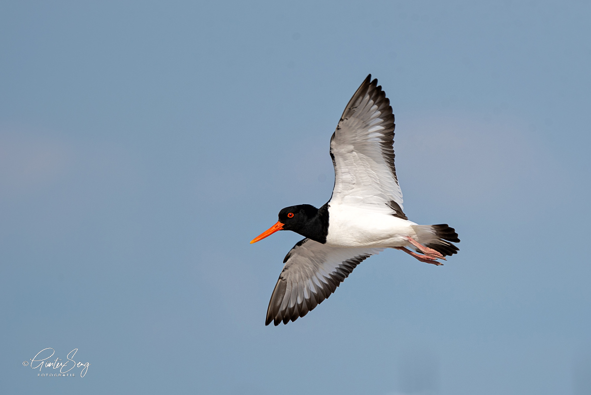 Austernfischer (Haematopus ostralegus)