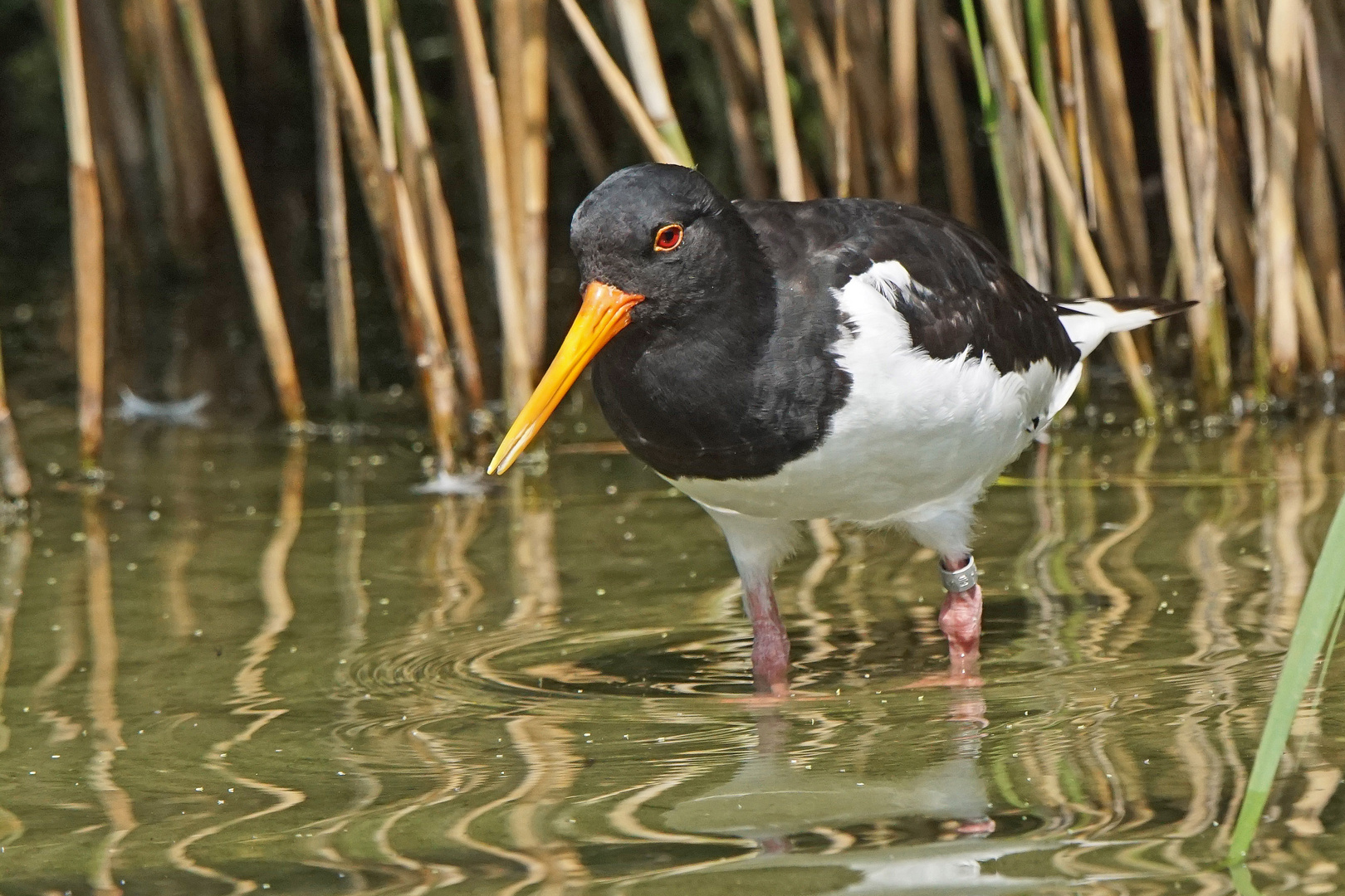 Austernfischer (Haematopus ostralegus)