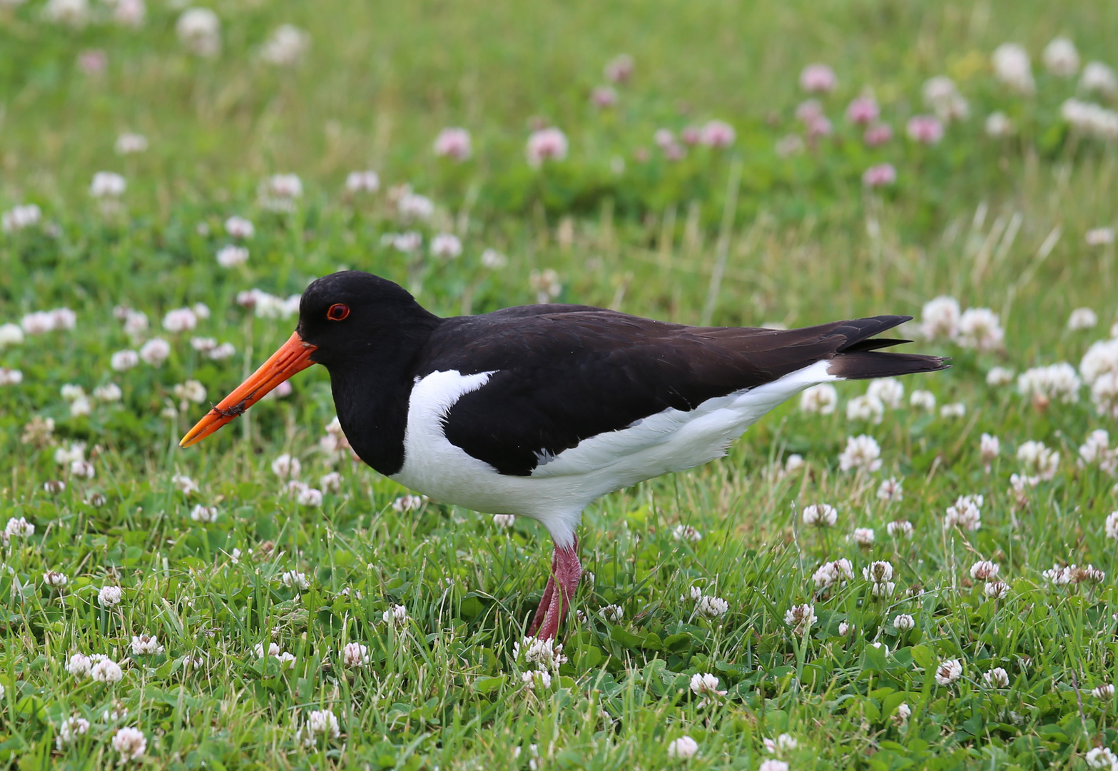 Austernfischer -Haematopus ostralegus-