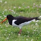 Austernfischer -Haematopus ostralegus-